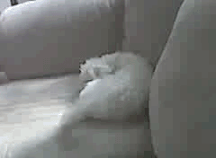 Our Dog Having a Good Dream