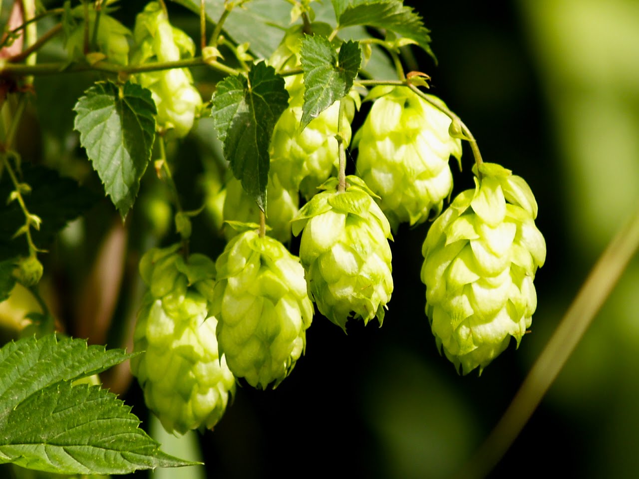 What is the Most Neutral Hop? Scott Janish