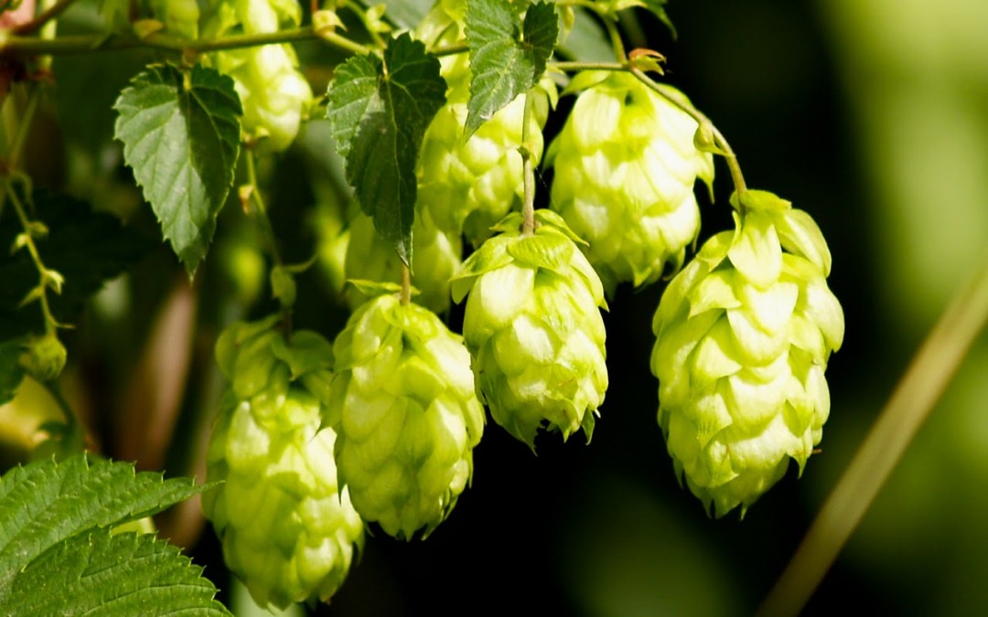 What is the Most Neutral Hop?